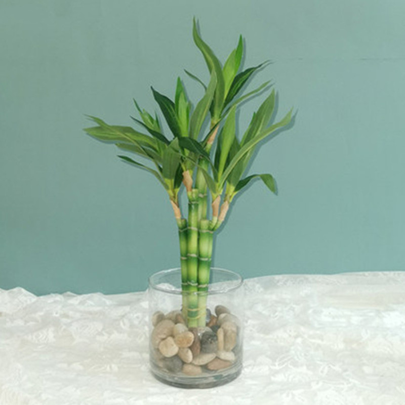 New 40cm rFtificial Lucky Bamb - Aquarium Marine Fish ulasan dan harga