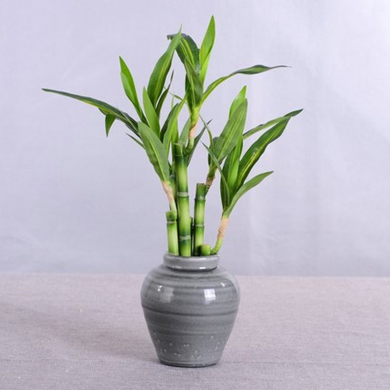 New 40cm rFtificial Lucky Bamb - Aquarium Marine Fish ulasan dan harga