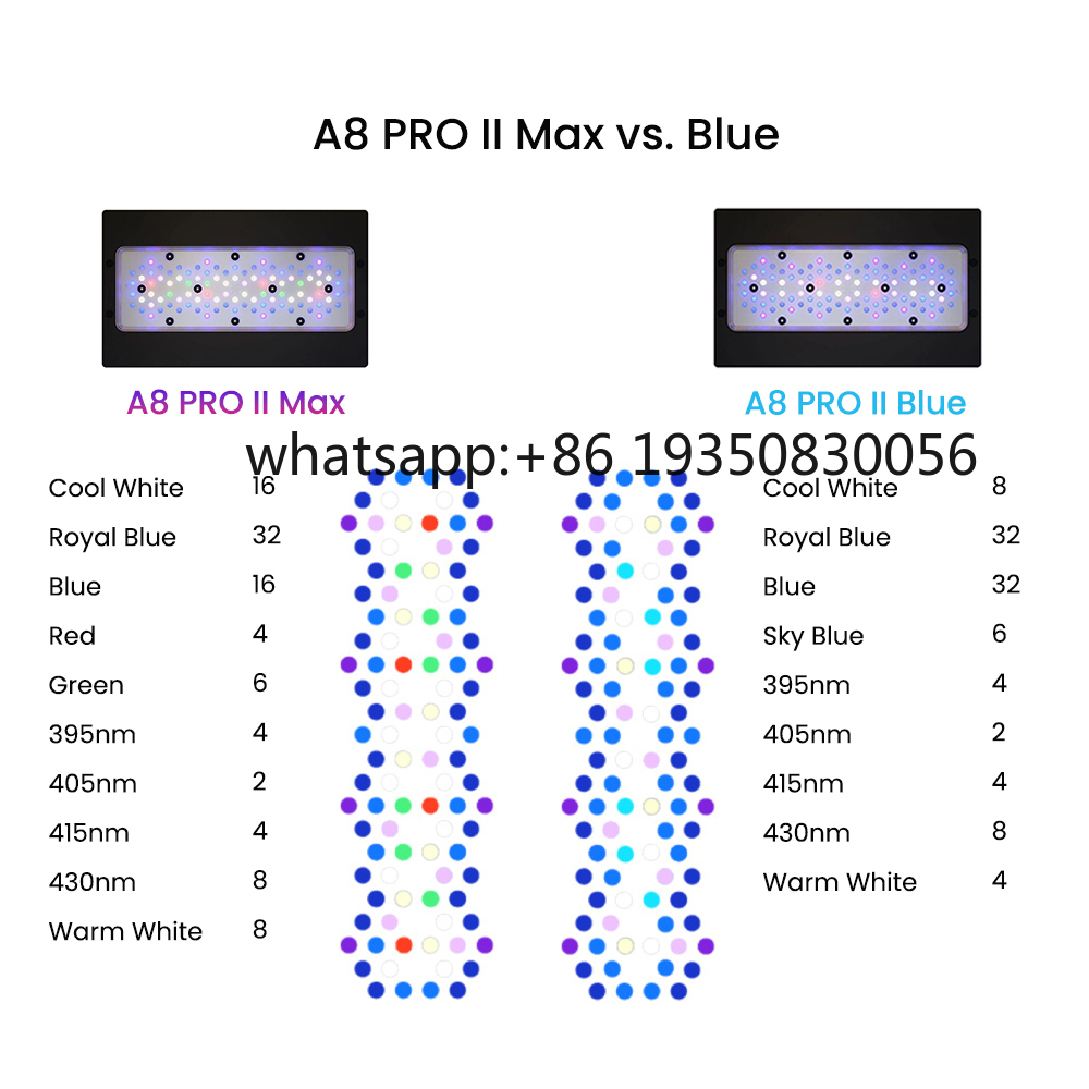 2026-A8 PRO II Max and Blue 24 - Aquarium Marine Fish ulasan dan harga